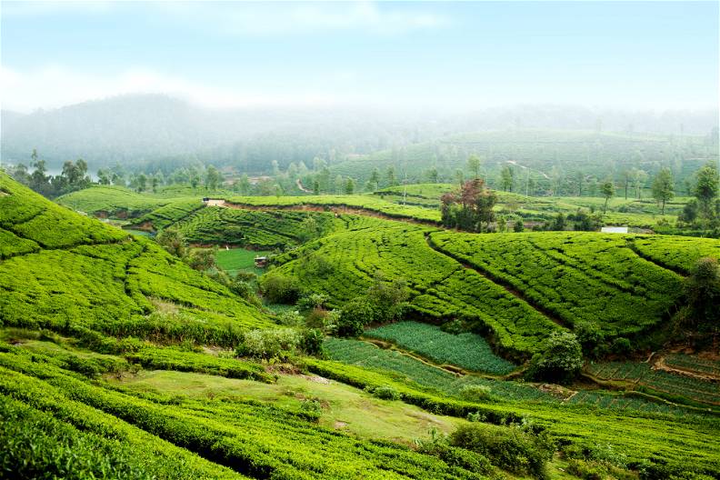 Sri Lanka - Smak Herbaty z Cynamonem